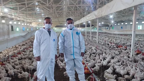 Aydın'da Kanatlı Üretimi Devam Ediyor