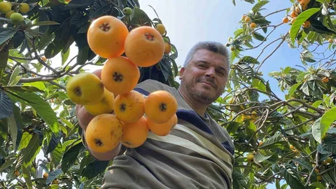 Mersin'de Yenidünya Hasadı Başladı