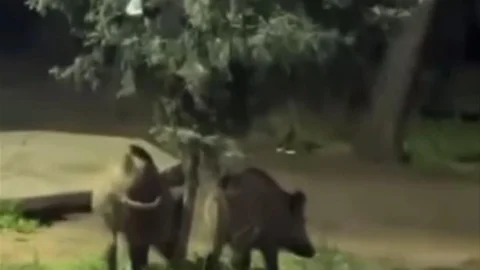 Bursa'da Domuzlar Piknik Alanında Görüntülendi