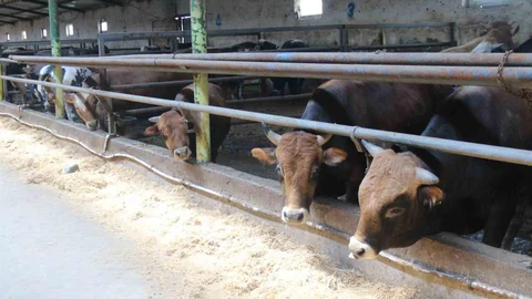 Eskişehir'de Kurbanlıklar Tükeniyor