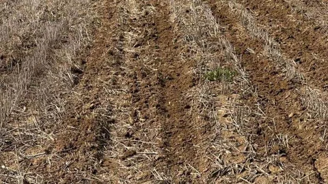 Tekirdağ'da Ayçiçeği Tohumları Ekimde Kullanıldı