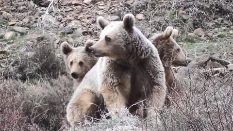 Tunceli'de Anne Ayı ve Yavruları Görüntülendi