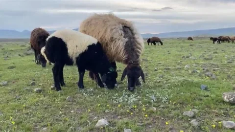 Ağrı'da Küçükbaş Hayvanlar Meraya Çıktı