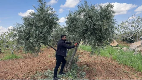 Şanlıurfa'da Zeytin Üreticilerine Önemli Uyarılar