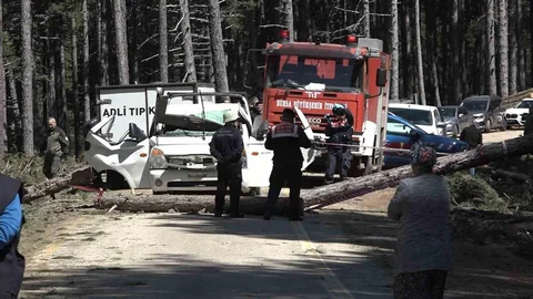 Bursa Uludağ'da Ağaç Devrildi