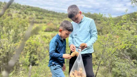 Demirci Dağlarında Kuzu Göbeği Bereketi