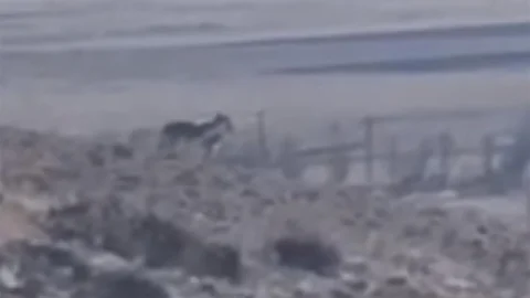 Özalp'te Kurtların Sürüye Saldırma Anı