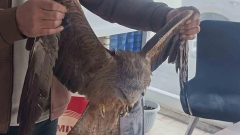 Sivas'ta Yaralı Kızıl Şahin Koruma Altında