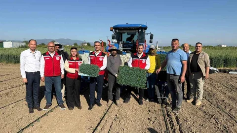 Manisa’da Domates Dikim Çalışmaları Başladı