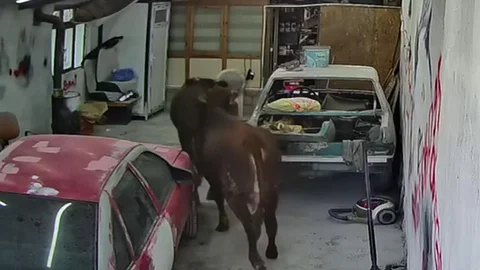 Elmadağ'da Danaların Oto Tamirciye Girişi