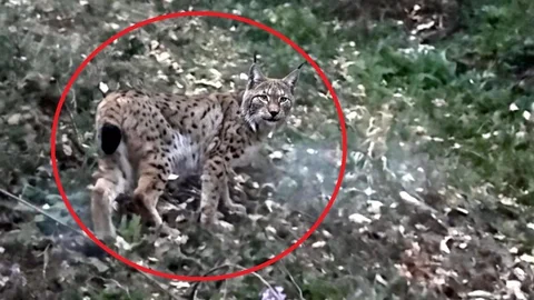 Sinop'ta Vaşak Görüntülendi