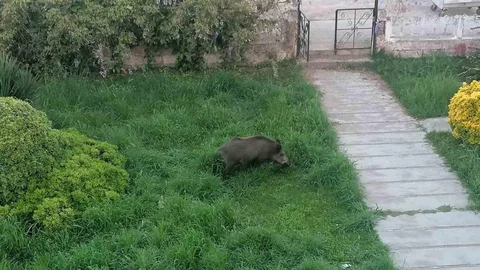 Ayvalık’ta Yaban Domuzları Tehdit Oluşturuyor