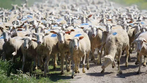 Kırsalda Bereket Projesi Son Başvuru Tarihi Geldi