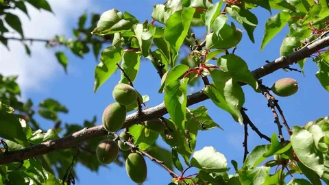 Malatya'da Kayısıda Çağla Dönemi Başladı