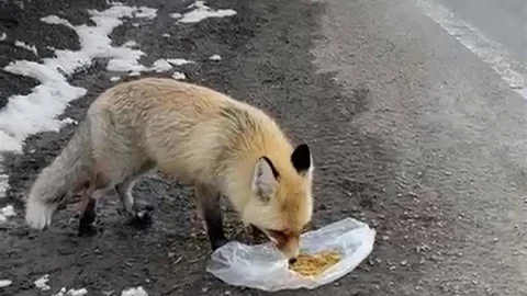 Gezen Tilki Yiyecek Aradı