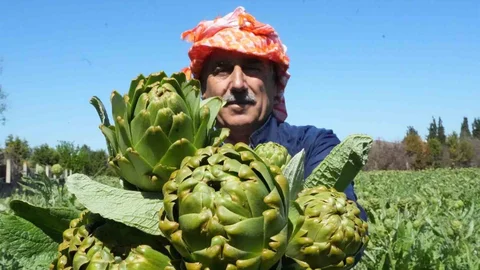 Urla'da Sakız Enginarı Hasadı Devam Ediyor