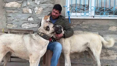 Sivas'ta Kedi ve Kangal Dostluğu