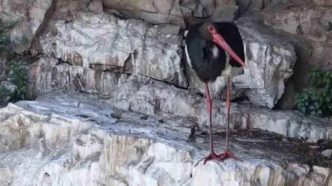 Artvin'de Kara Leylek Görüntülendi