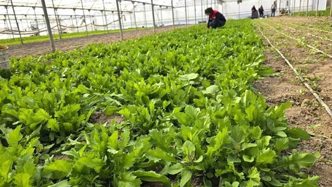 Afyonkarahisar'da Seralarda Denetim Yapıldı