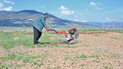 Antalya'da İpek Böceği Yetiştiriciliği Başlıyor