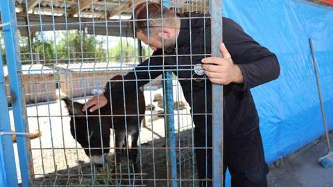 Sakarya'da Başıboş Eşek Paniğe Neden Oldu