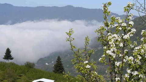 Sakarya'da Bahar Güzelliği Başladı