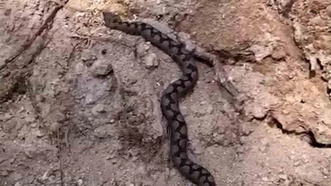 Bolu'da Nesli Tehlike Altında Yılan Görüntülendi