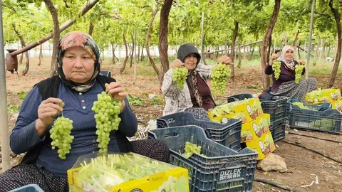 Silifke’de İlk Üzüm Hasadı Gerçekleşti