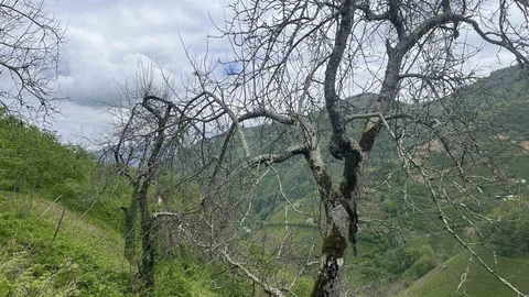 Artvin'de Demir Elma Farklılığı