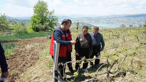 Kahramanmaraş'ta Kabarcık Üzüm Koruma Projesi