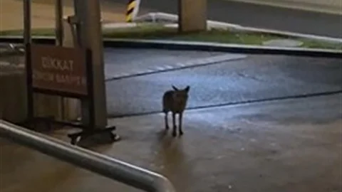 Gece Sokakta Tilki Görüntülendi