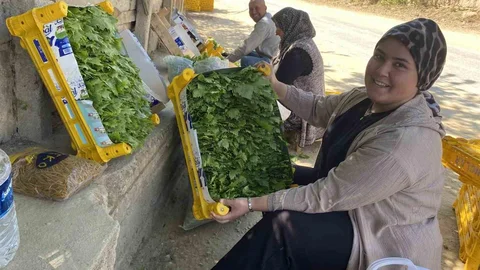 Manisa'da Asma Yaprağı Geliri Artıyor