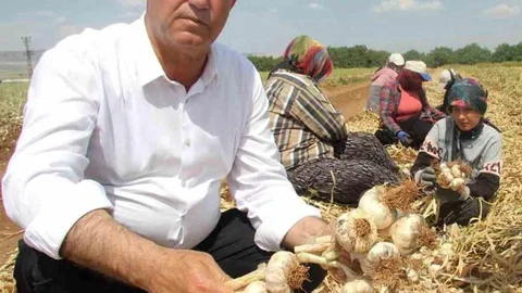 Gaziantep'te Sarımsak Gelişimi İncelemesi