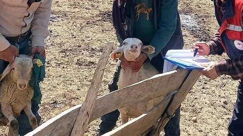 Afyonkarahisar'da Kuzu Gelişim Kontrolleri Yapıldı