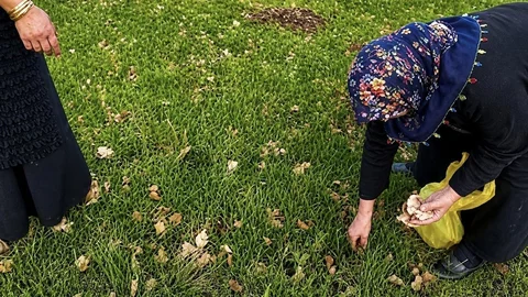 Ağrı'da Kadınlar Bahar Otları Topluyor