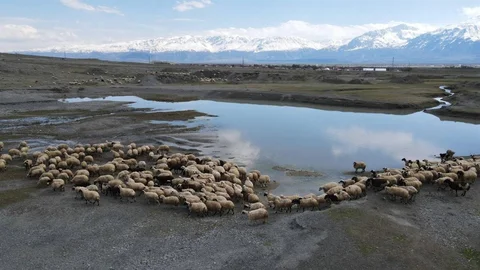 Erzincan'da Sürülerin Meraya İnişi