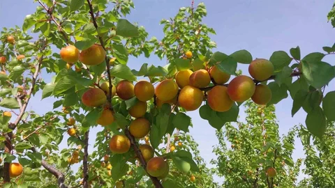 Mersin'de Kayısı Hasadı Başladı