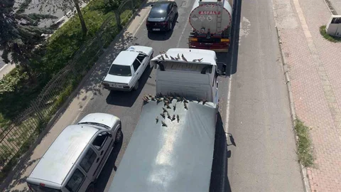 Kırmızı Işıkta Kumruların Ziyafeti Başlıyor