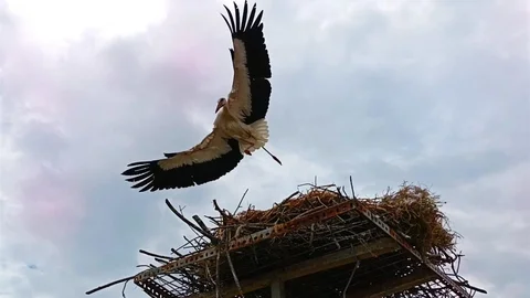 Aydın'da Leylekler İçin Yeni Yuva Yapıldı