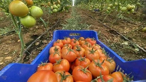 Antalya'da Domates Fiyatları Yükseldi