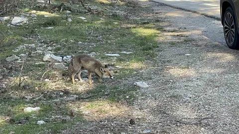 Uludağ'da Aç Tilkiye Yardım Eli