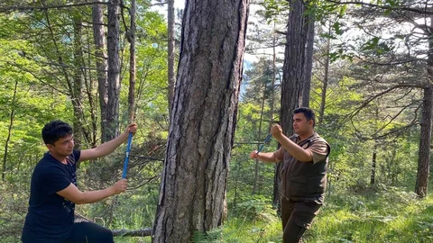 Küre Dağları’nda İklim Değişikliği Araştırması