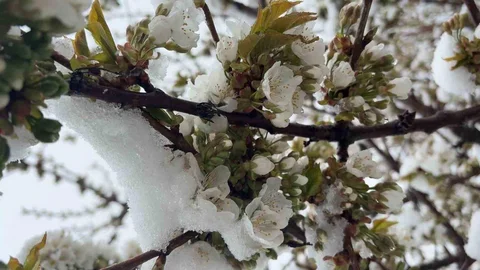 Kütahya'da Mayıs'ta Kar Yağışı Sürprizi