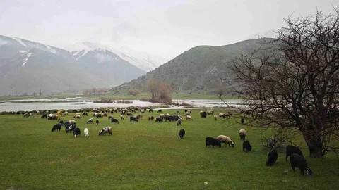 Bitlis'te Otlaklar Canlandı