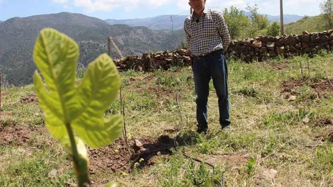 Çorum'da Ceviz Ağaçlarına Çözüm İncir