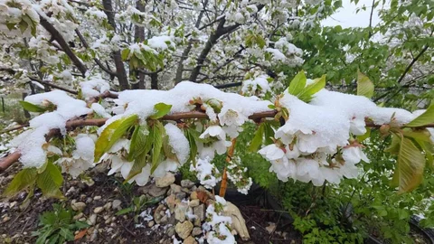 Kütahya'da İlkbahar Ortasında Kar Yağışı Oldu