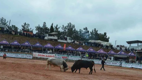 İzmir'de Boğa Güreşleri Festivali Coşkusu