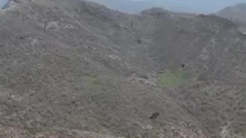 Şırnak'ta Kartalın Domuz Avı Görüntülendi