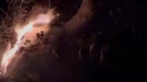Diyarbakır'da Yıldırım Düşen Ağaç Yandı