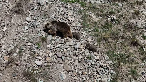 Erzurum Oltu'da Bozayı Görüntülendi